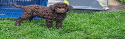 Lagotto Romagnolo dogs for sale: KC reg, Lagotto Romagnolo, LAST GIRL - Advert 1