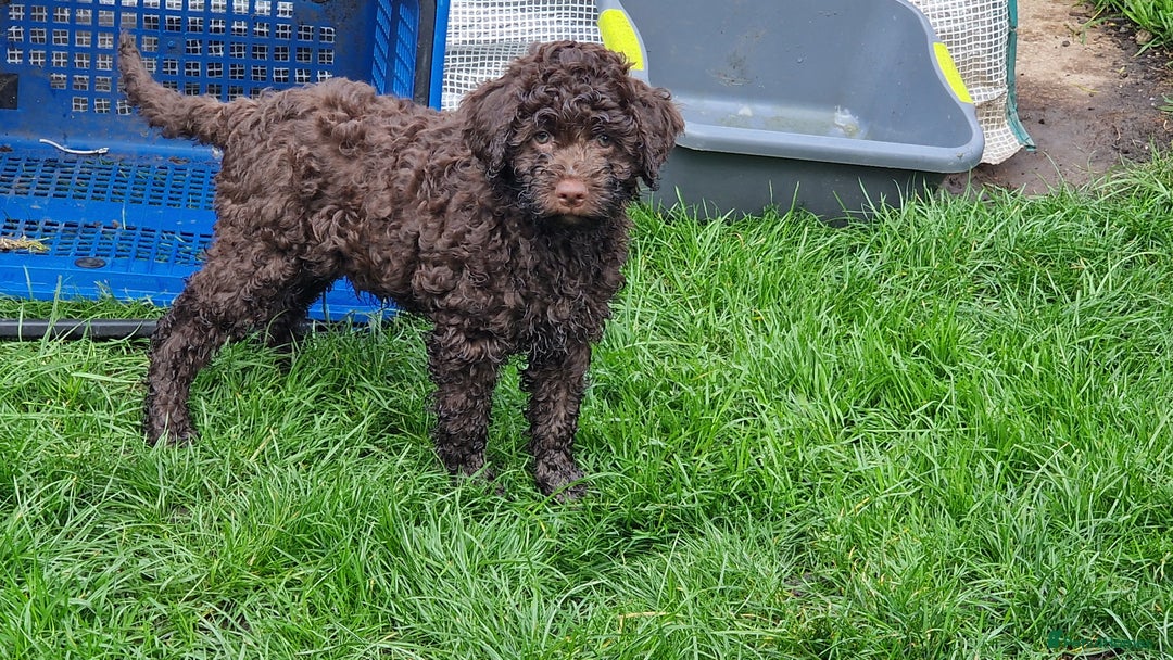 Lagotto Romagnolo dogs for sale: KC reg, Lagotto Romagnolo, LAST GIRL - Advert 1