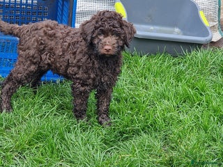 Lagotto Romagnolo dogs KC reg, Lagotto Romagnolo, LAST GIRL - Advert 5