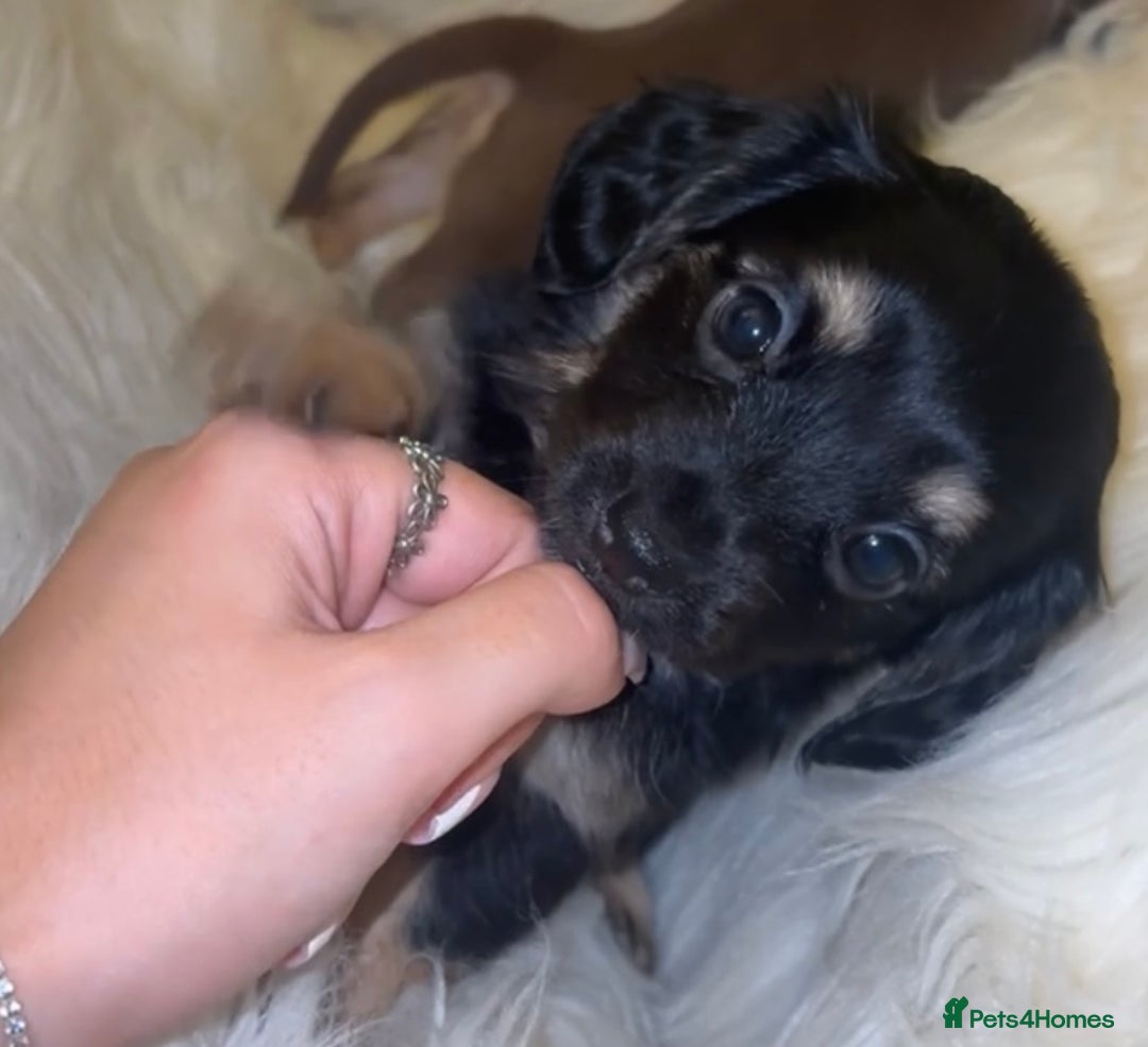 Chiweenie dogs for sale: Gorgeous Mini Dachshund X Puppies🐾 - Advert 7