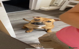 Staffordshire Bull Terrier dogs for sale: Staffordshire bull terrier Puppies  - Image 22