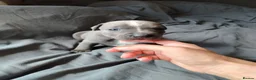 Staffordshire Bull Terrier dogs for sale: Lovely little staffy puppies  - Advert 5
