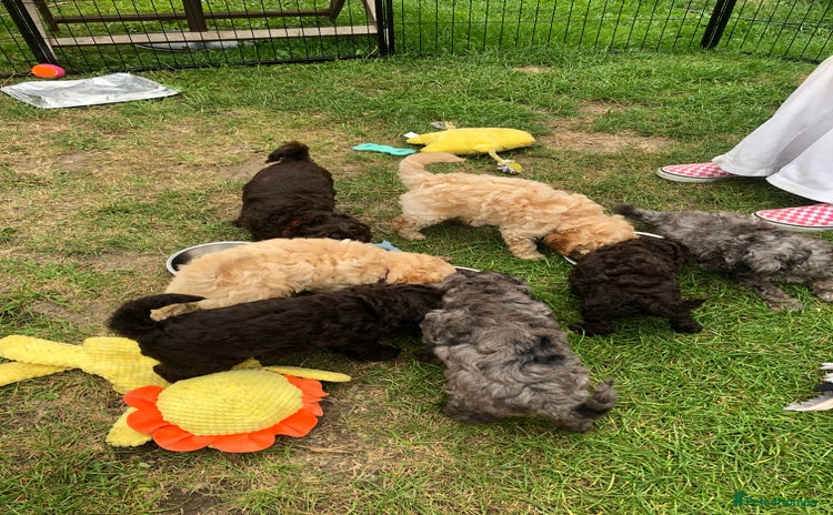 Cockapoo dogs - Advert 7