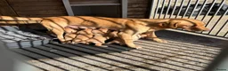 Labrador Retriever dogs for sale: SHAEDS OF YELLOW TO FOXRED - Advert 23