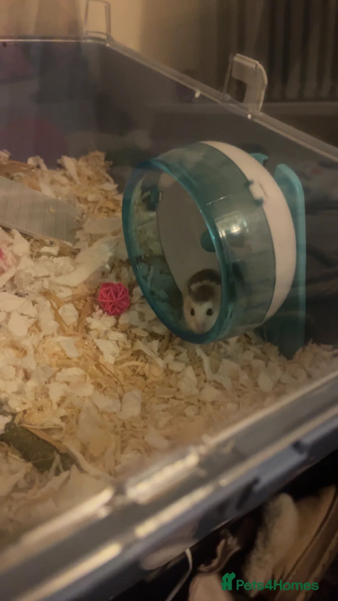 Hamster rodents for sale: Female robo dwaf hamster  - Advert 5