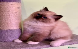 Ragdoll cats for sale: WORLD BEATIFUL RAGDOLL KITTEN/FIFe - Image 9