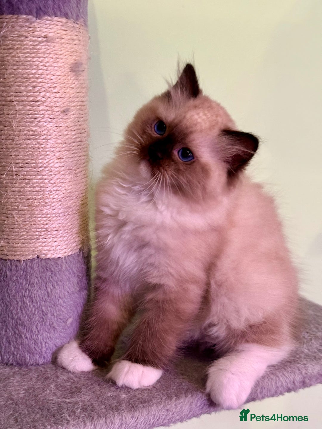 Ragdoll cats for sale: WORLD BEATIFUL RAGDOLL KITTEN/FIFe - Image 9