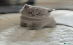 Scottish Fold cats for sale: Scottish straight - Image 31