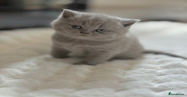 Scottish Fold cats - Advert 9