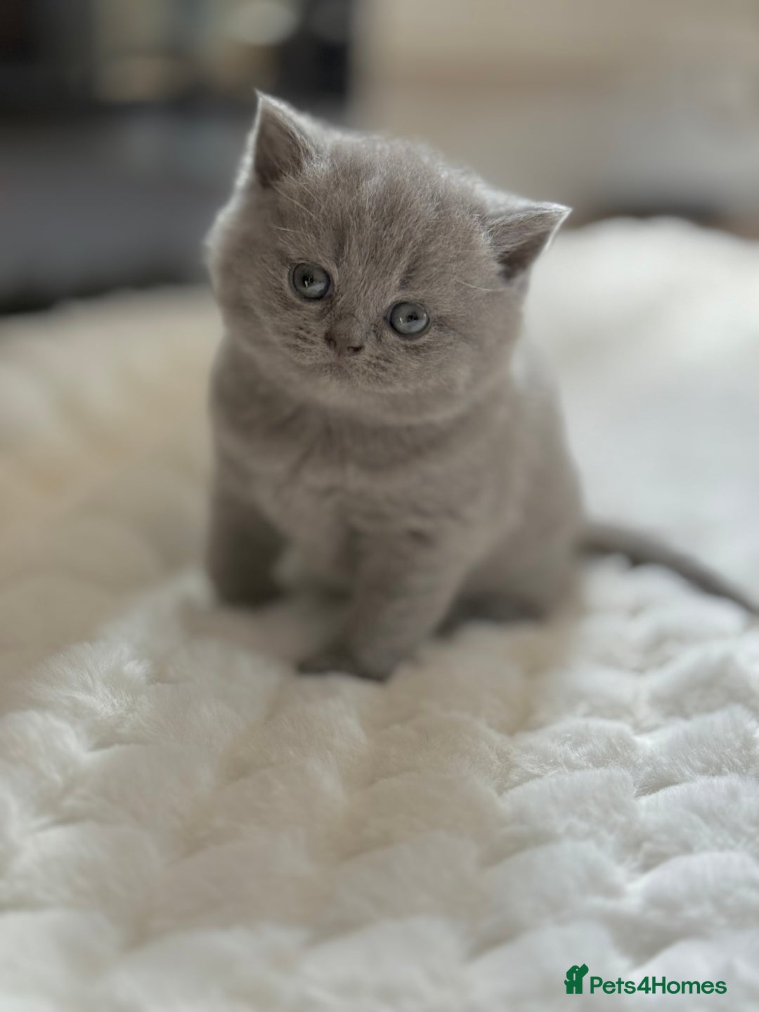 Scottish Fold cats for sale: Scottish straight - Image 31