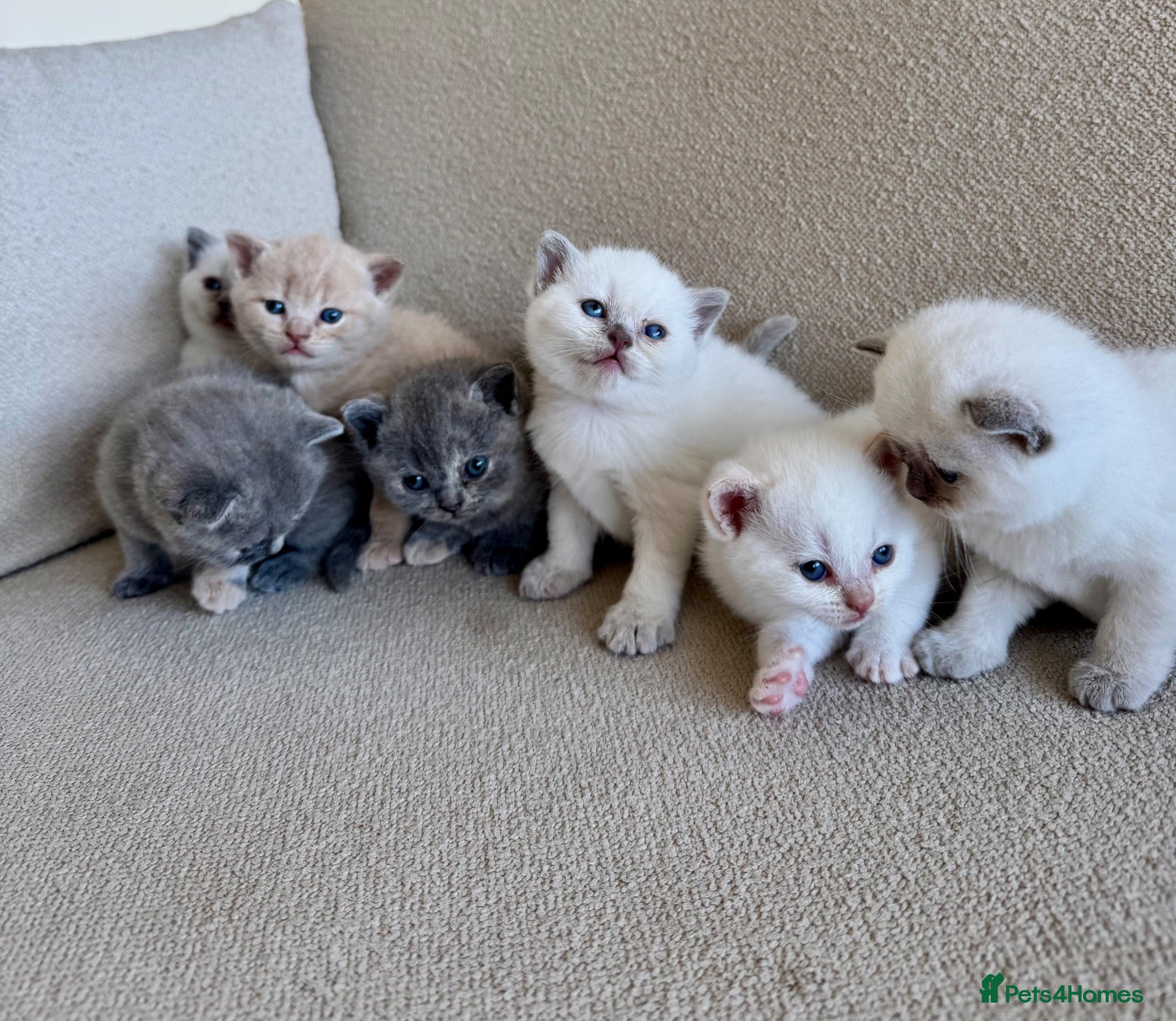 British Shorthair cats FULL PEDIGREE BSH KITTENS IN THE COTSWOLDS - Advert 2