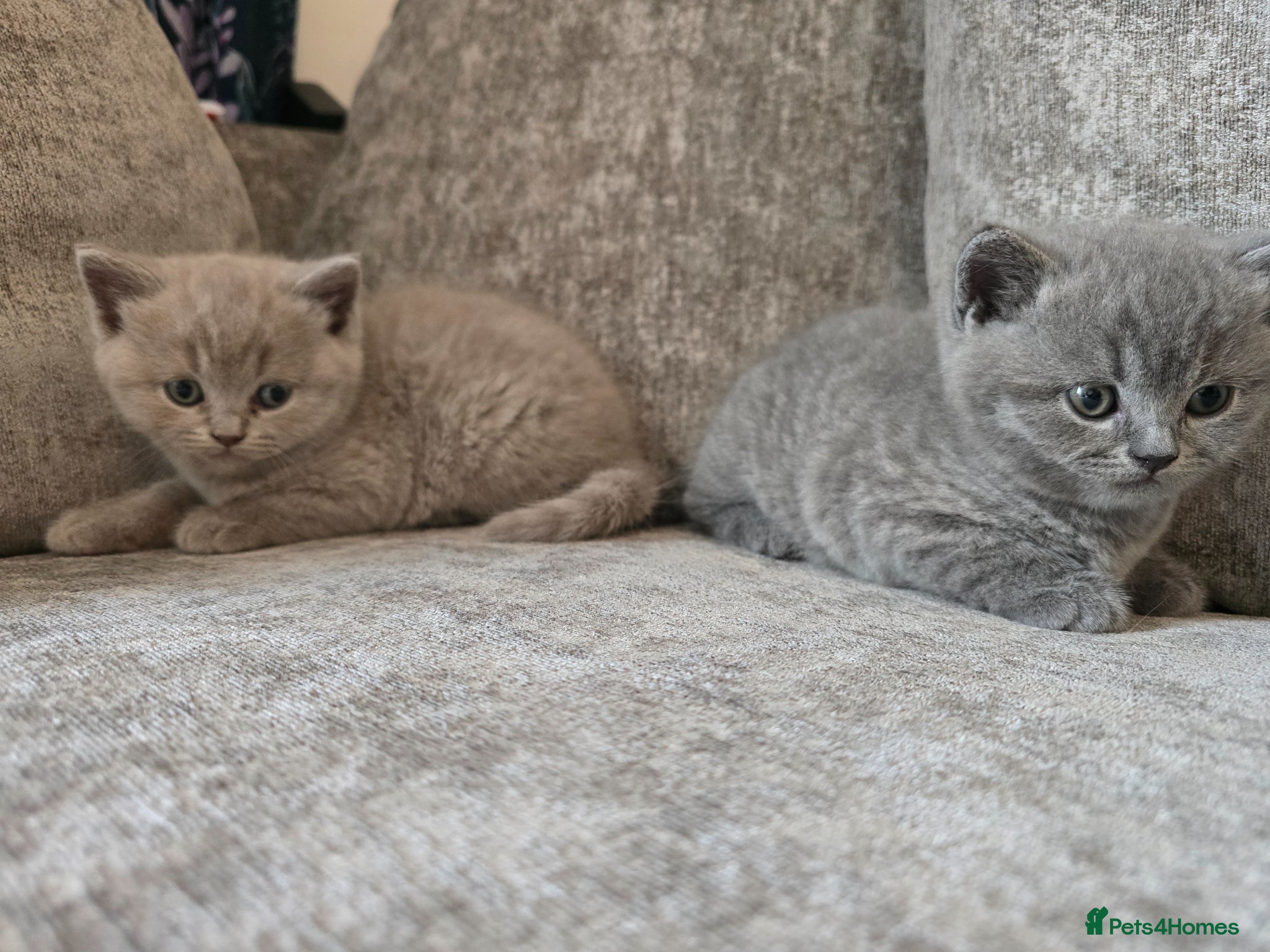 British Shorthair cats for sale: Beautiful shorthair kittens  - Advert 1