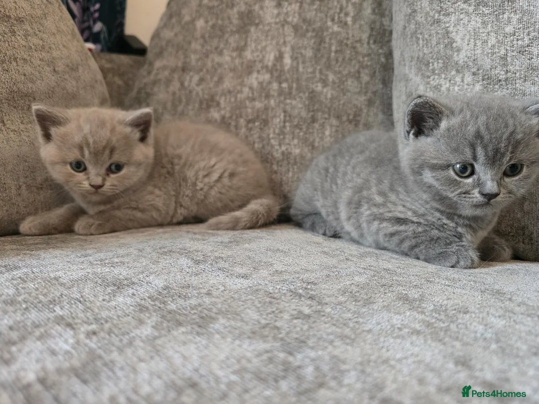 British Shorthair cats for sale: Beautiful shorthair kittens  in Maidstone - Advert 1