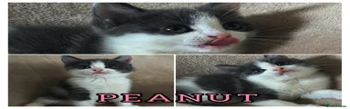 Grey & white girl “peanut”