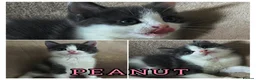 Mixed Breed cats for sale: Beautiful kittens, ready to leave on Friday. - Advert 2