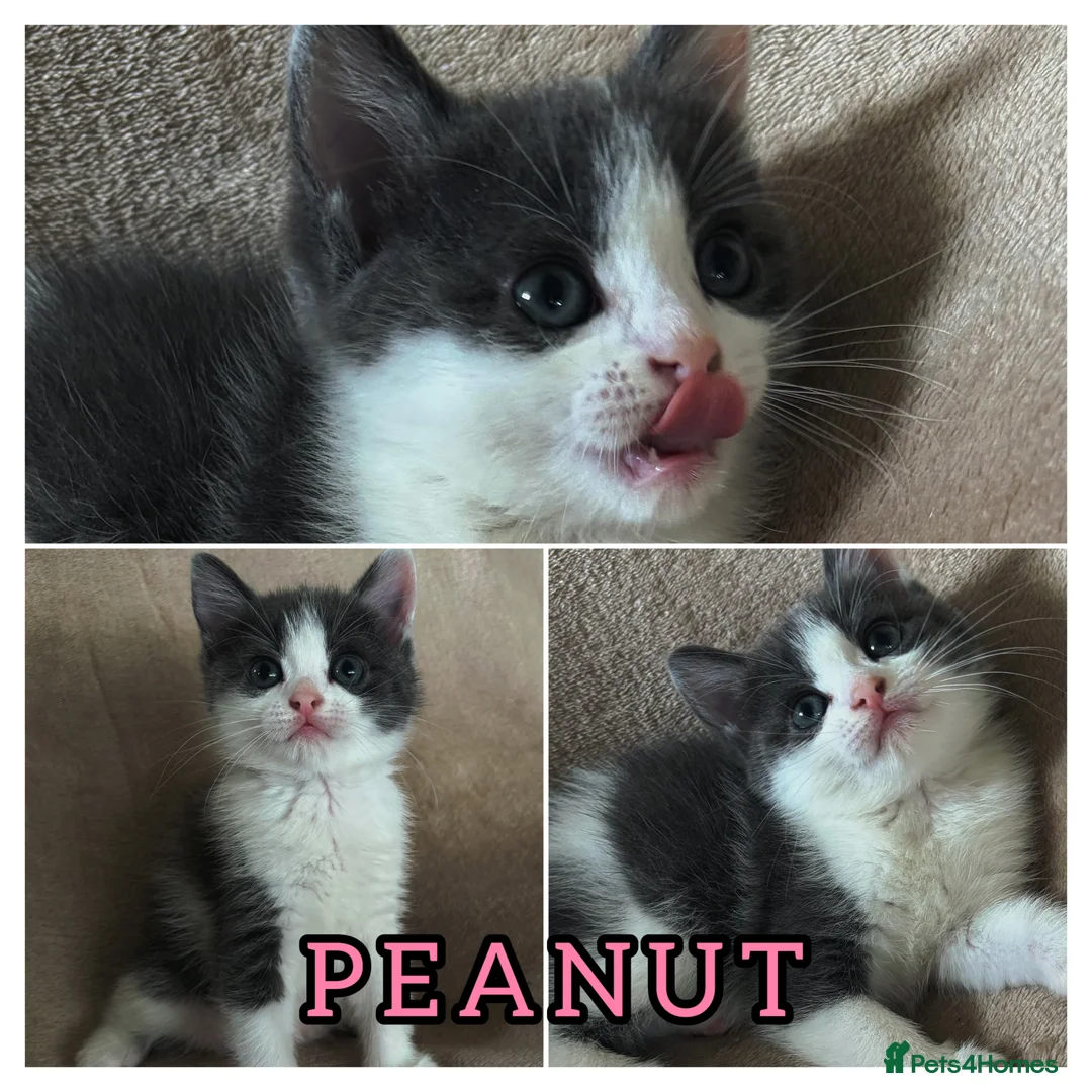 Mixed Breed cats for sale: Beautiful kittens, ready to leave on Friday. - Advert 2
