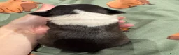 Boston Terrier dogs for sale: Kc reg Boston terriers  - Advert 4