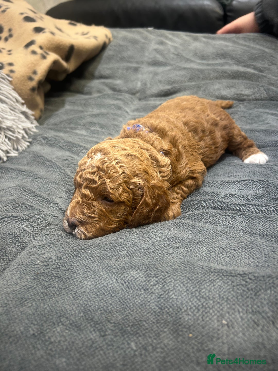 Cavapoo dogs for sale: 7 gorgeous F1b Cavapoo Puppies (4 girls & 3 boys)  - Image 9