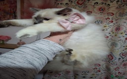 Ragcoon cats for sale: Beautiful Colourpoint Tortie Female Ragdoll Kitten - Image 20