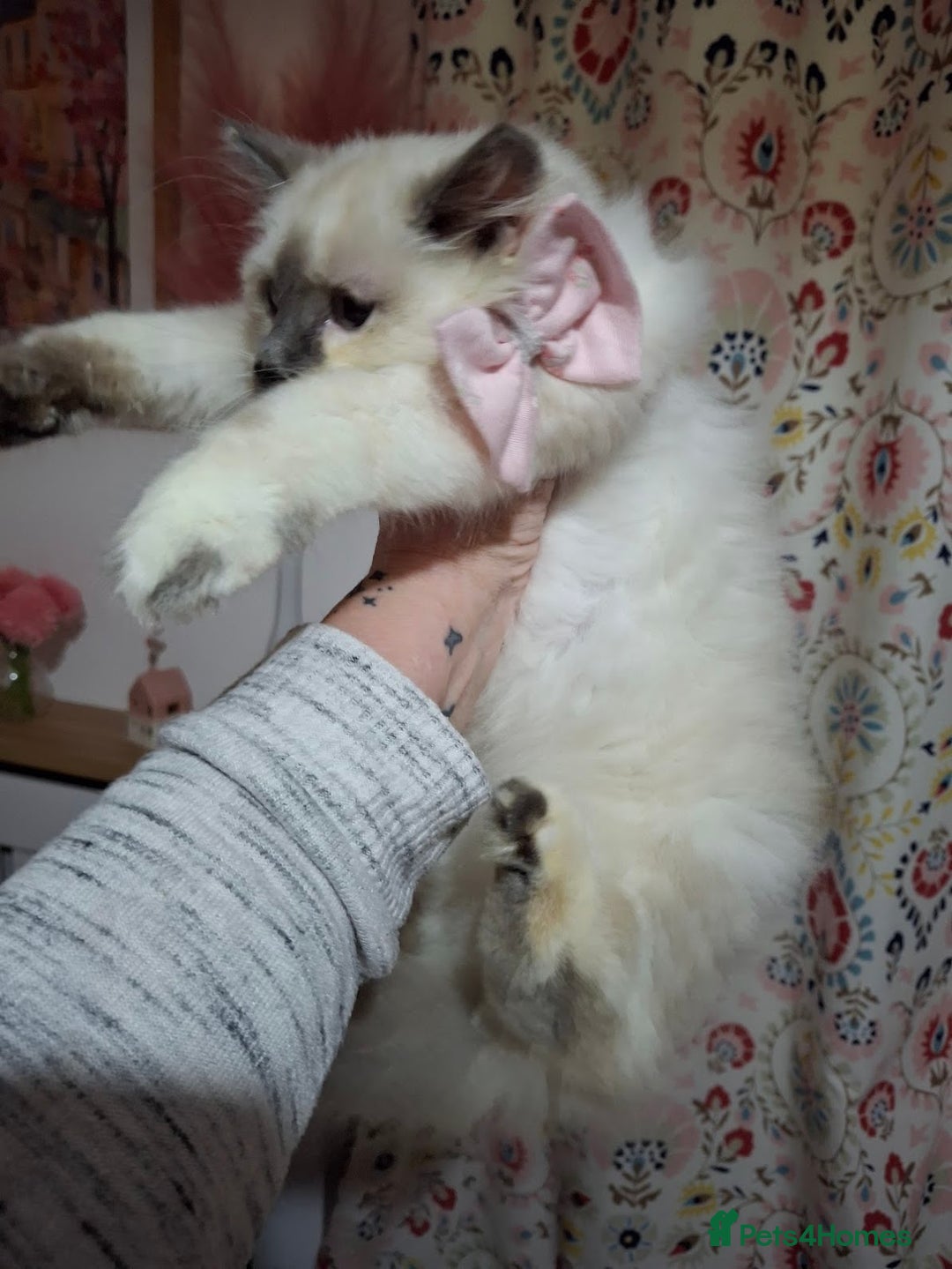 Ragcoon cats for sale: Beautiful Colourpoint Tortie Female Ragdoll Kitten - Image 20
