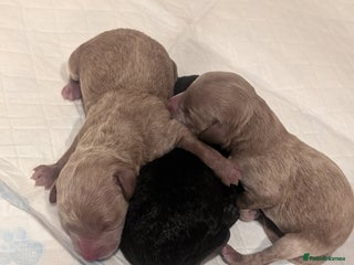 Cockapoo dogs Miniature Cockapoo Puppies - Advert 1