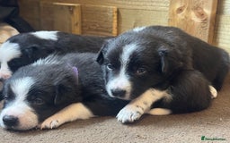 Border Collie dogs for sale: 3 male border collie pups available  - Image 3
