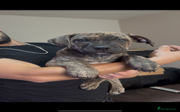 Mixed Breed dogs for sale: Ready for there forever homes  - Image 4