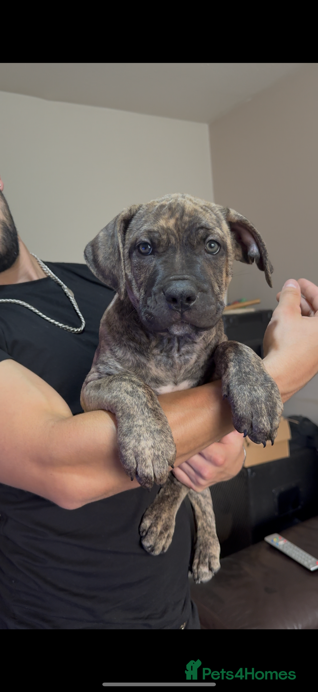 Mixed Breed dogs for sale: Ready for there forever homes  - Image 4