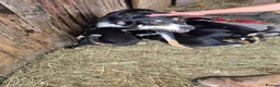 Border Collie dogs for sale: Border Collie Puppies for Sale in Ruthin - Advert 8