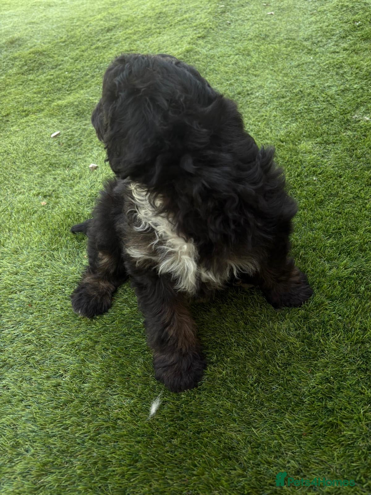 Mixed Breed dogs for sale: LAST 3 PUPS! Fluffy frenchies cross ready to leave - Advert 3