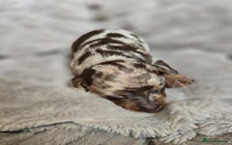 Miniature Dachshund dogs for sale: Dapple miniature dachshund - Image 8