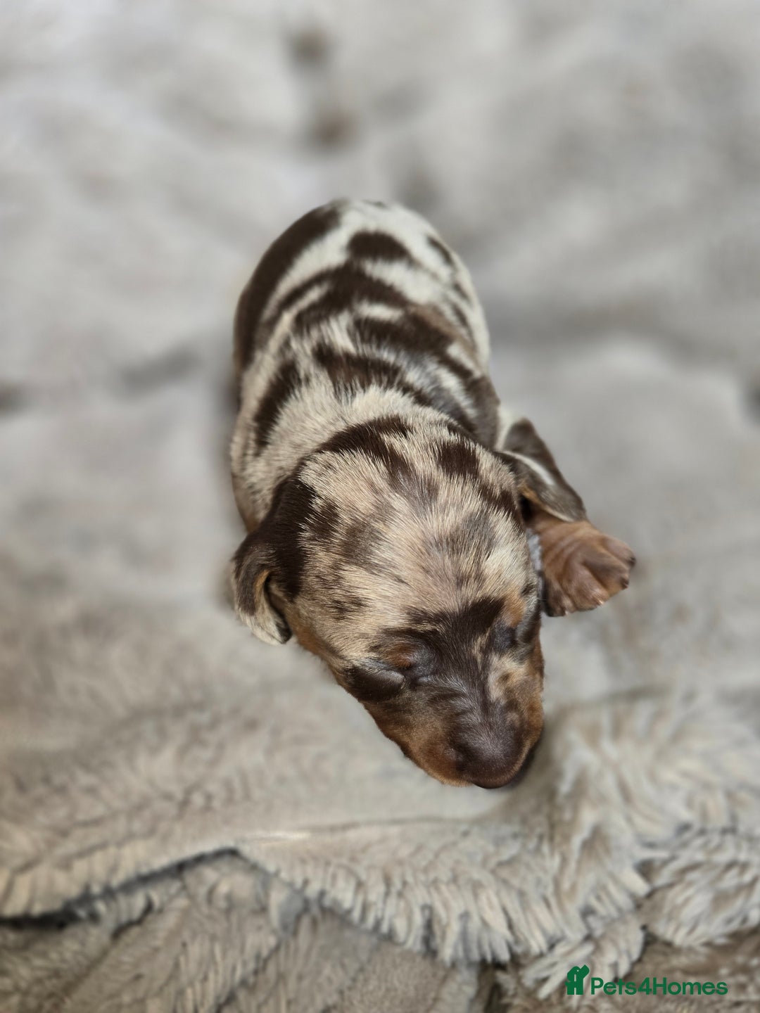 Miniature Dachshund dogs for sale: Dapple miniature dachshund - Image 8