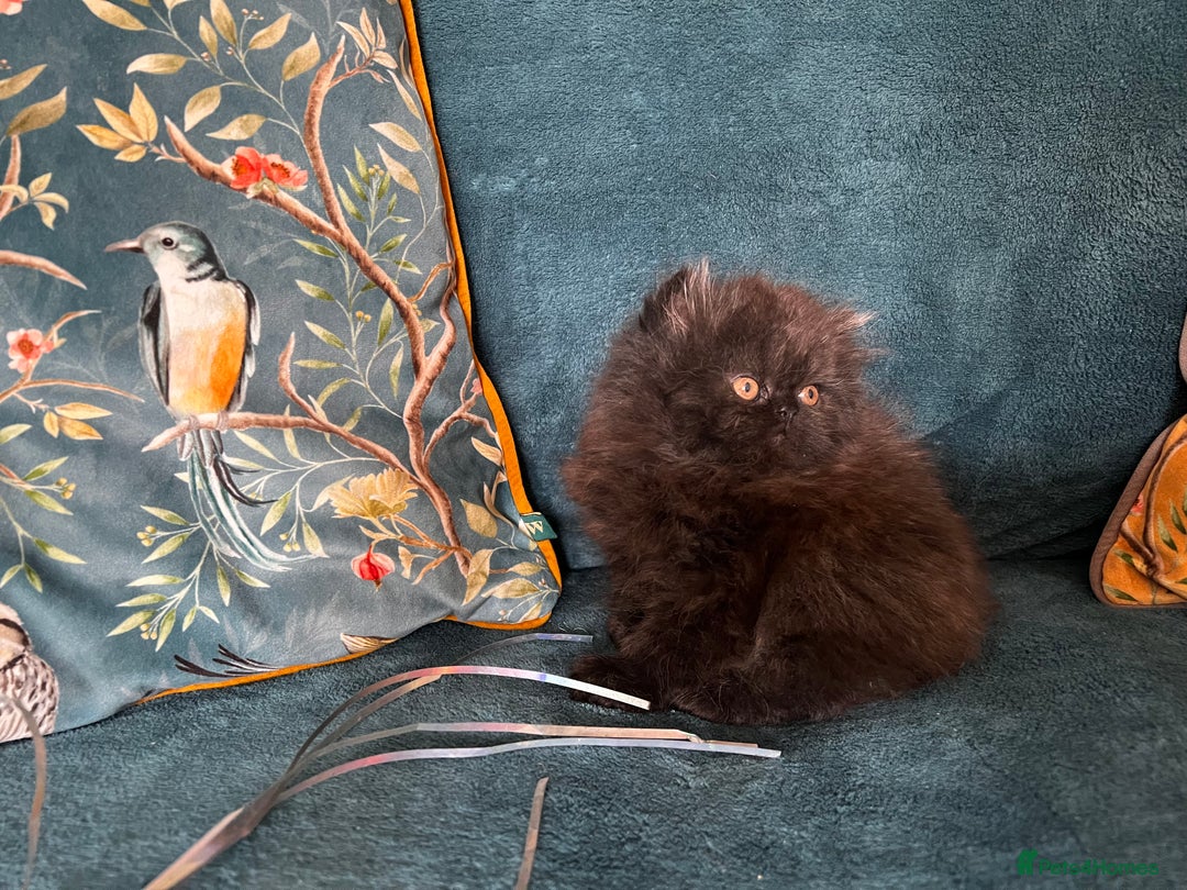 Persian cats for sale: Beautiful Persian Brother & 2 Sisters Available  - Image 5