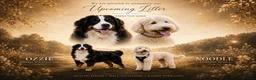 Bernedoodle dogs for sale: Health Tested F1 Standard Bernedoodle 🐾✨ - Advert 1