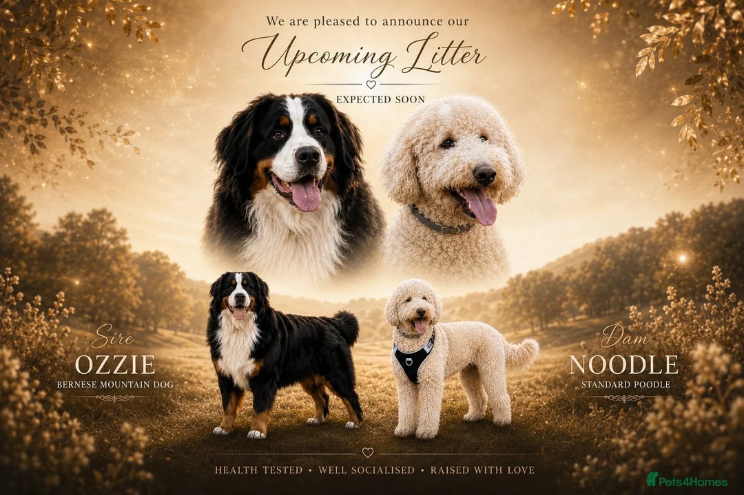 Bernedoodle dogs for sale: Health Tested F1 Standard Bernedoodle 🐾✨ - Advert 1