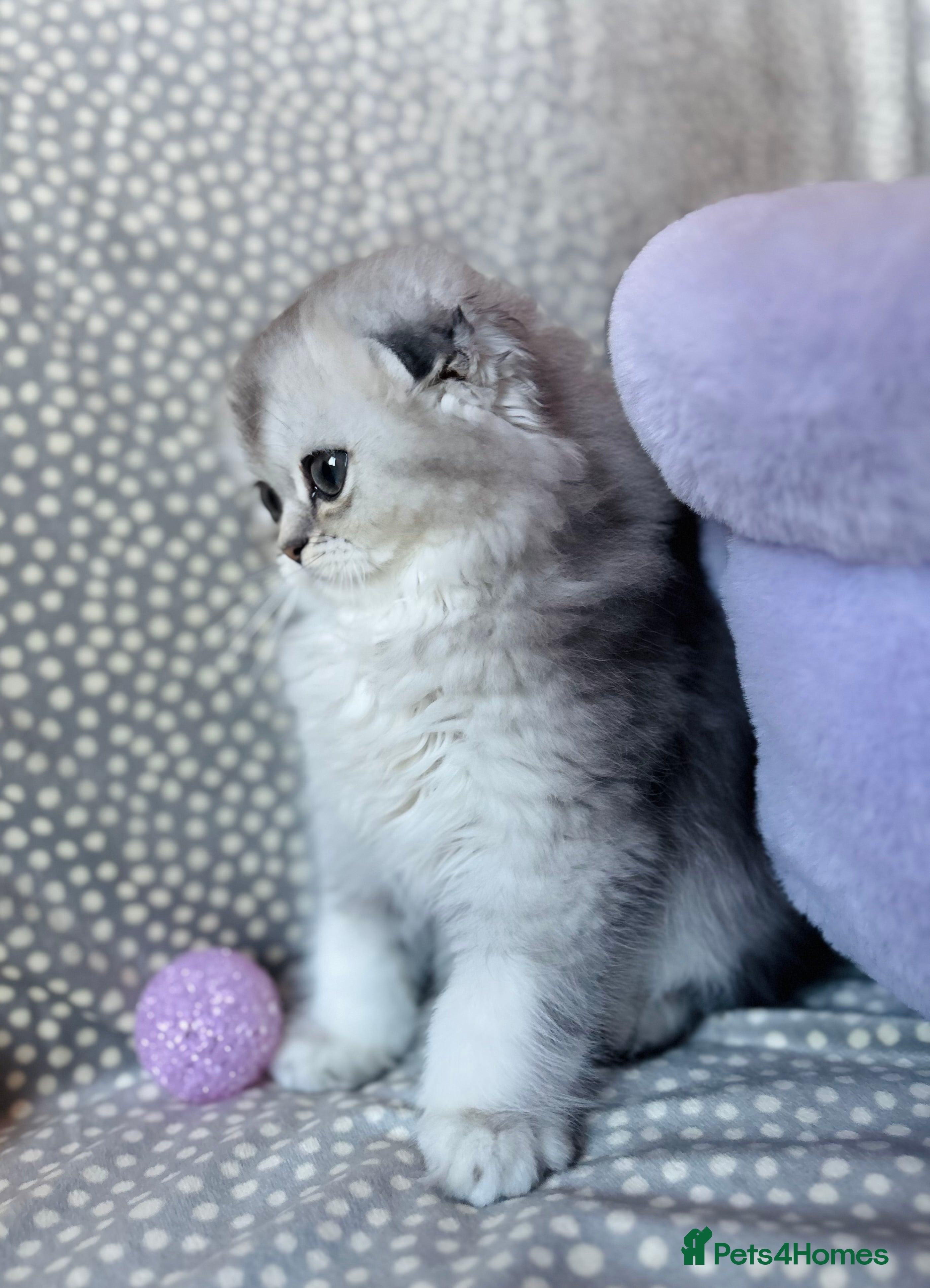 Scottish Fold cats 🌟🌟🌟🌟🌟Pedigree Scottish Fold Kittens - Advert 18