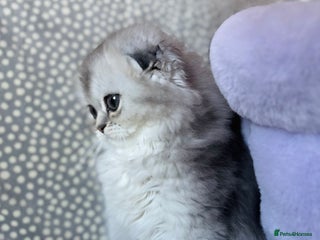 Scottish Fold cats 🌟🌟🌟🌟🌟Pedigree Scottish Fold Kittens - Advert 18
