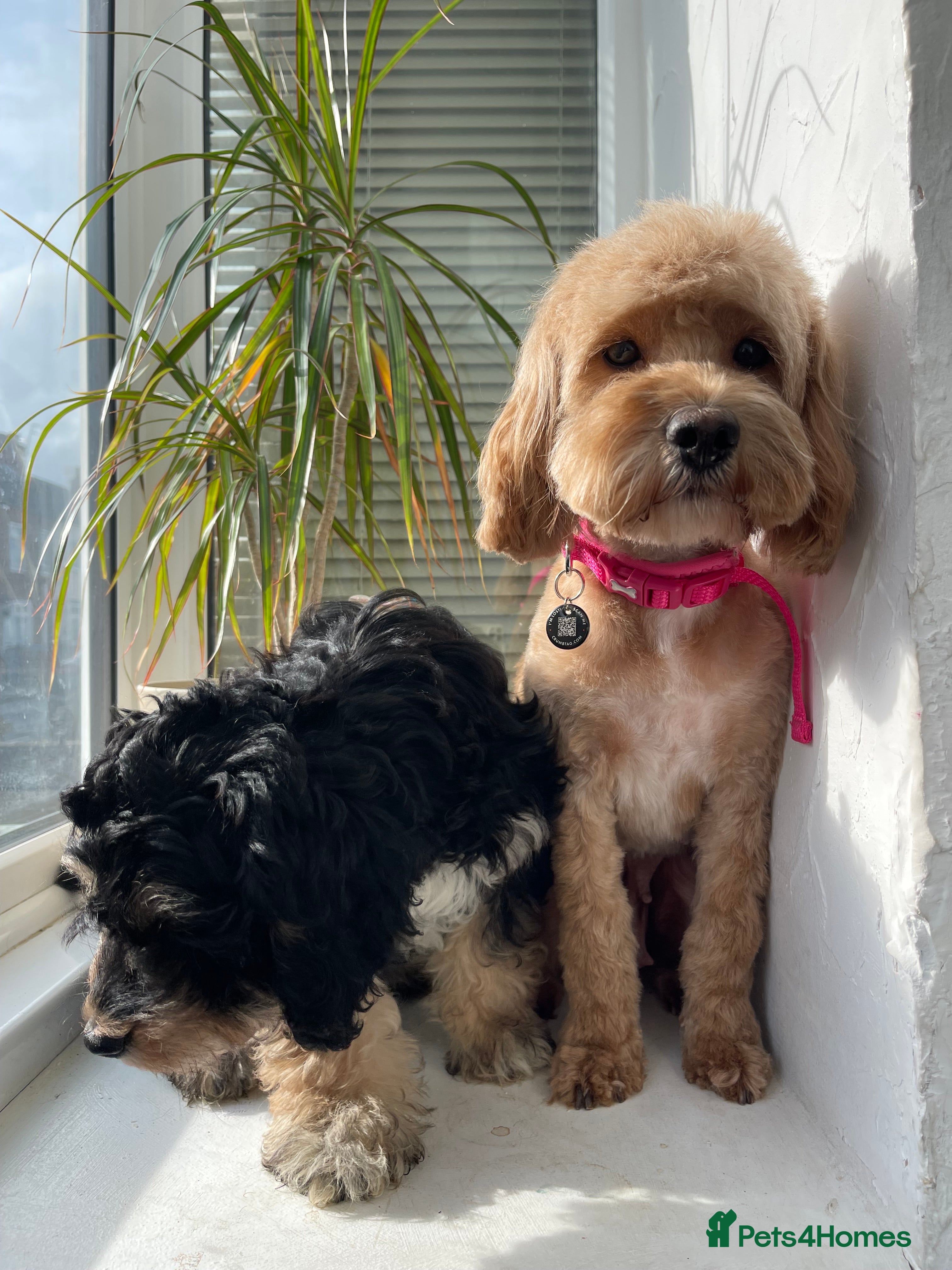 Cockapoo dogs Male Tri Colour Cockapoo Puppy - Advert 1