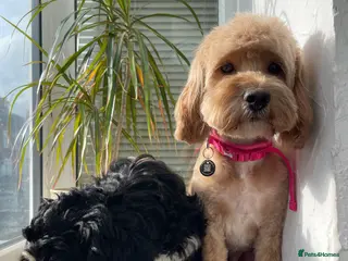 Cockapoo dogs Male Tri Colour Cockapoo Puppy - Advert 6