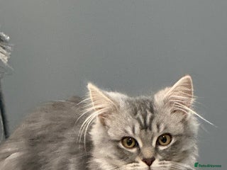 British Longhair cats 2 girls kittens for sale - Advert 1