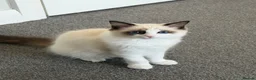 Ragdoll cats for sale: Beautiful TICA Seal Bicolour Ready Now 😻 - Advert 3