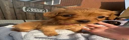 Cavapoo dogs for sale: ⭐ Ready today! F1 Health tested Cavapoos⭐ - Advert 3