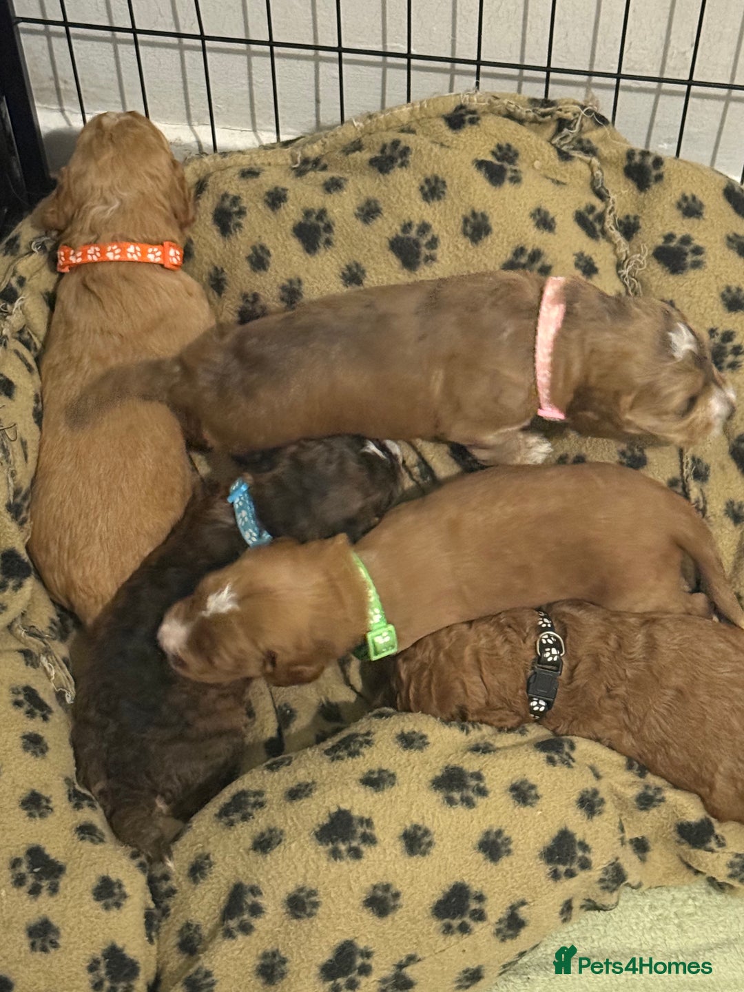 Cockapoo dogs for sale: 5 Beautiful Cockapoo Puppies  - Image 4