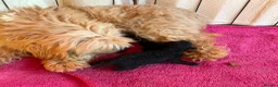 Maltipoo dogs for sale: Gorgeous maltipoo  - Advert 8