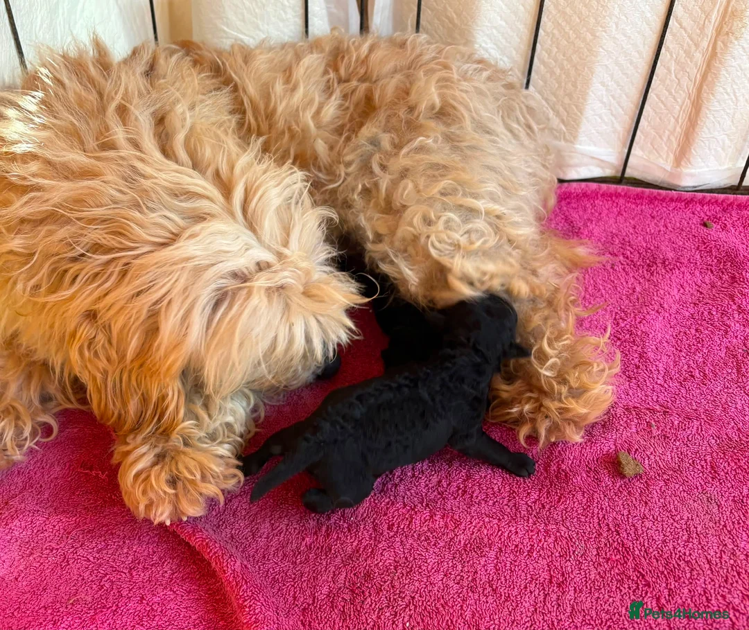 Maltipoo dogs for sale: Gorgeous maltipoo  - Advert 8
