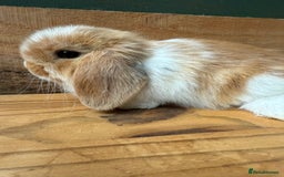 Mini Lop rabbits for sale: MINI LOP BUNNIES / PEDIGREE  - Image 3