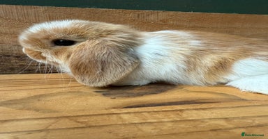 Mini Lop rabbits - Advert 15