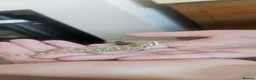 Bearded Dragon reptiles for sale: Baby bearded dragons in Hitchin - Advert 4