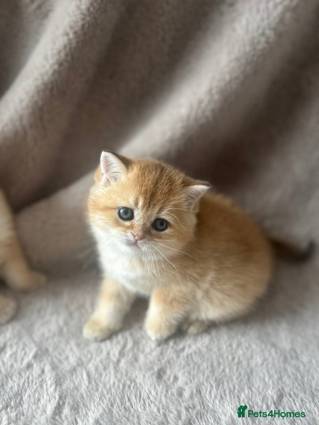 Scottish Fold cats for sale: Beautiful Gold Chinchilla babies  - Advert 36
