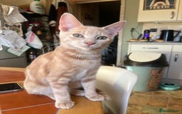 Mixed Breed cats for sale: Beautiful mixed kittens  - Image 13